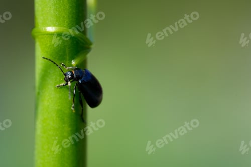 Preview: Closeup shot of a black beetle perched on a green reed in daylight in a blurred background