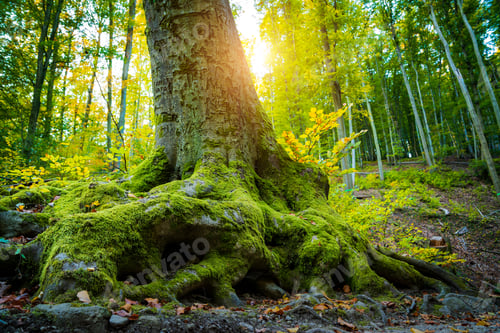 Preview: Roots of big tree on a forest