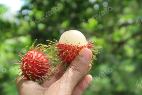 Preview: Close up of A Fresh rambutan