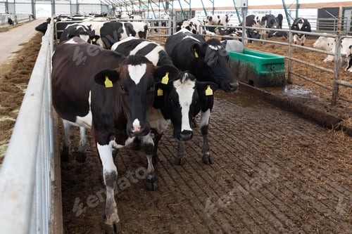 Preview: the road moves along the aisle at a modern dairy farm