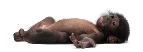 Preview: Baby bonobo, Pan paniscus, 4 months old, lying against white background