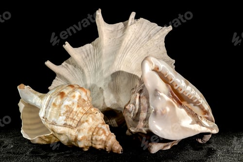 Preview: Still life of big seashells on a black background