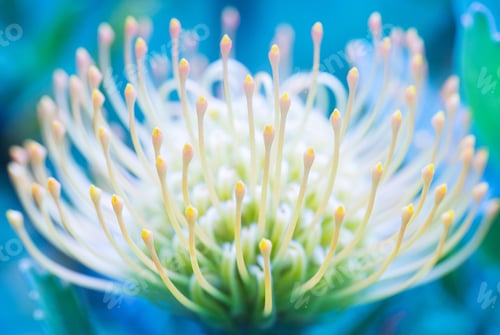Preview: Pincushion flower from Hawaii
