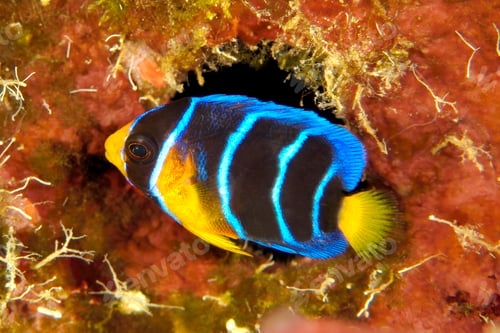 Preview: Colorful queen angelfish