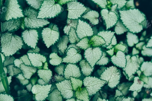 Preview: Green leaves background. Beautiful natural texture
