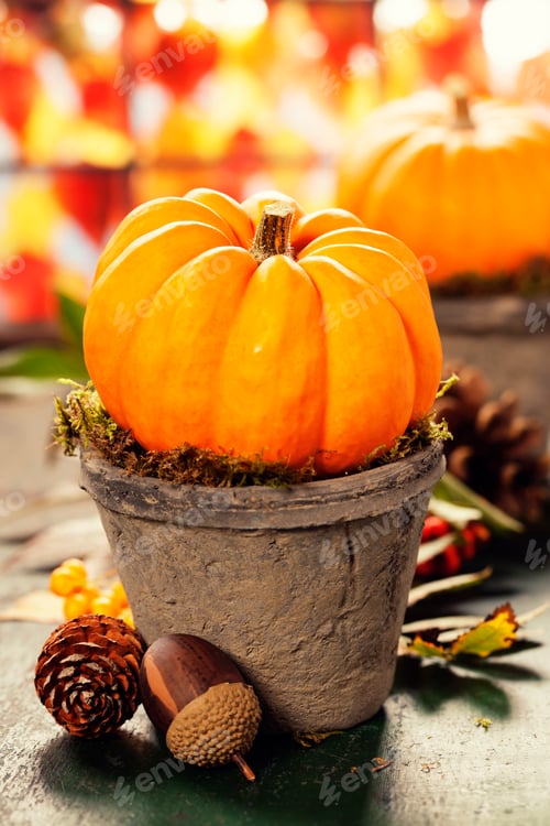 Preview: Tiny pumpkins in flower pots on old table, close up