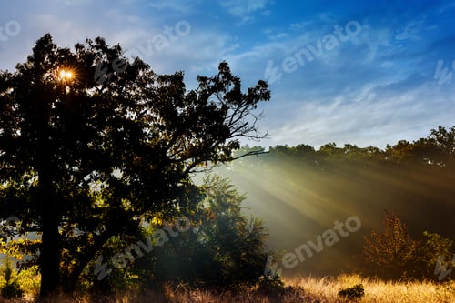 Preview: autumn landscape misty morning on the riverbank in the oak grove Foggy landscape morning fog