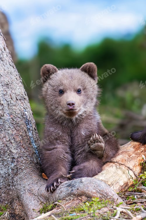 Preview: Brown bear cub walking across rocky hillside