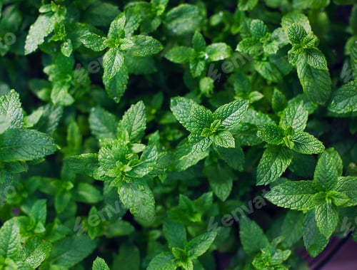Preview: Green mint leaves