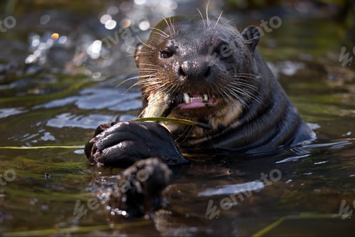 Preview: Selective focus shot of an otter eating fish in water in Pantanal, Brasil