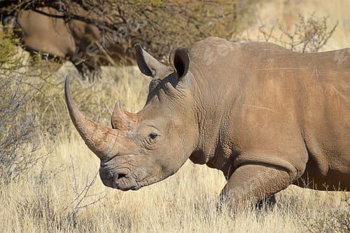 Preview: White rhino