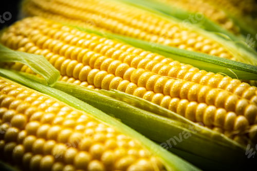 Preview: Fresh corn on cutting board.