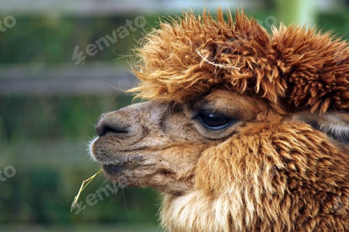 Preview: Alpaca eating hay