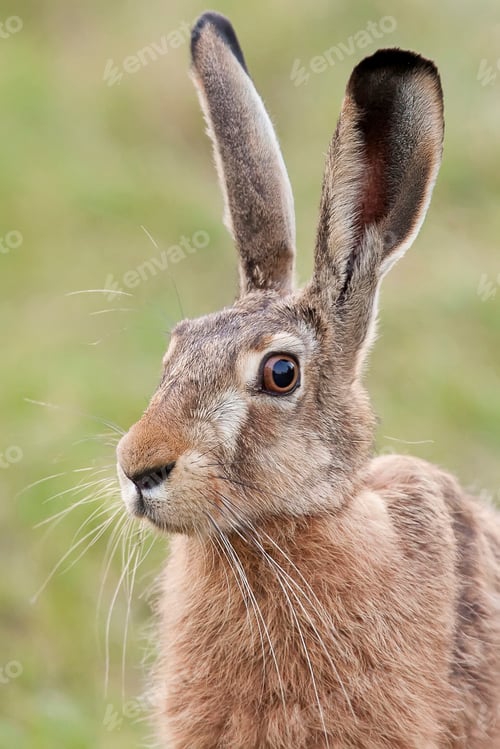 Preview: Hare in a clearing
