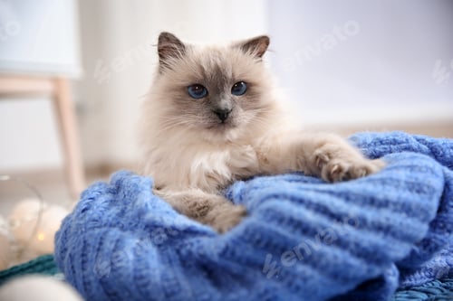 Preview: Cute cat with knitted sweater lying on floor at home. Warm and cozy winter