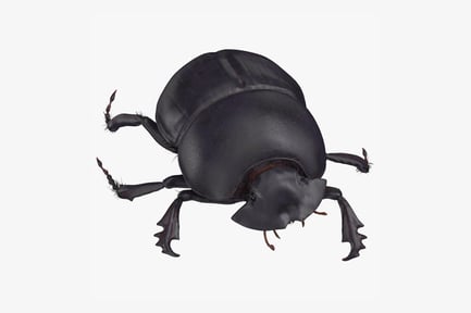 Preview: Ebony Scarab Beetle Striding