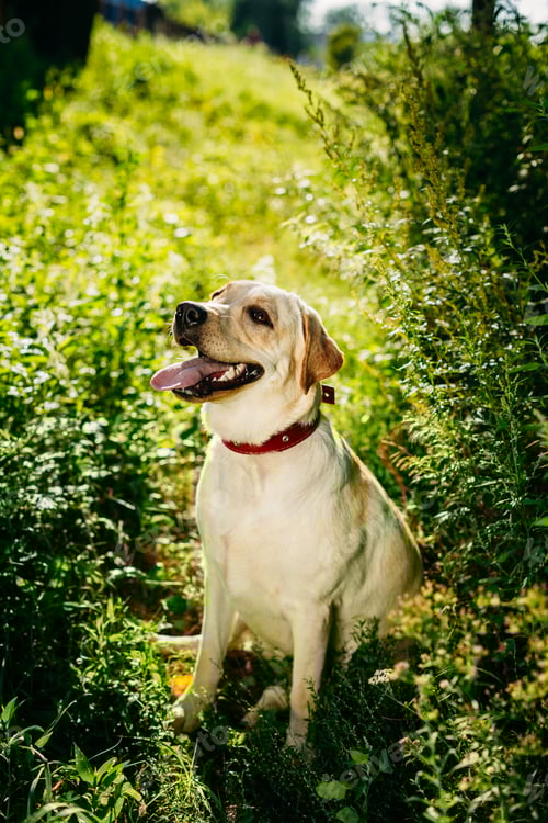 Preview: Happy White Labrador Retriever Dog Sitting In Grass, Park Backgr