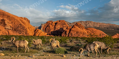 Preview: Bighorn Sheep in Valley of Fire State park, Nevada