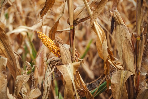 Preview: Corn disease. Undeveloped corn on the cob in field.