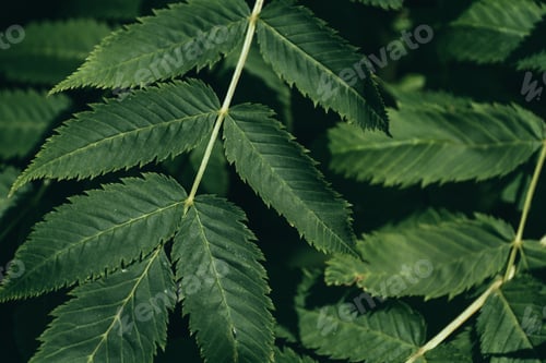 Preview: Detailed Green Leaves Texture