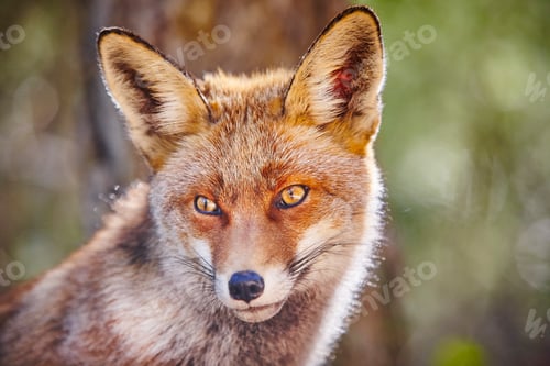 Preview: Fox head with geen background. Wildlife in the forest