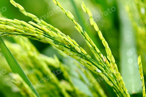Preview: Paddy rice
