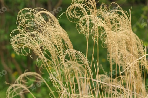 Preview: Natural background. Dry plants with twisted stems and spikelets on a green background
