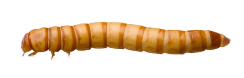 Preview: Larva of Mealworm - Tenebrio molitor