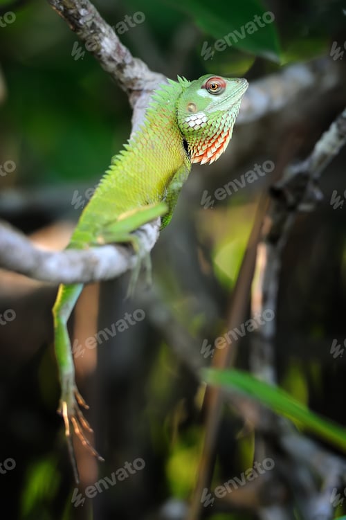 Preview: Chameleon at tree branch