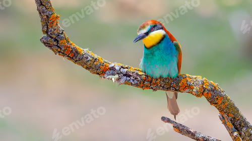 Preview: Bee-eater, Spain