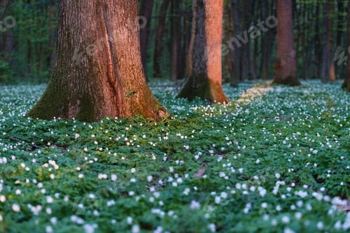 Preview: Spring landscape with white flowers in the forest