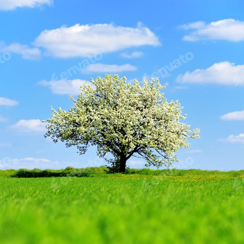 Preview: Single blossoming tree in spring