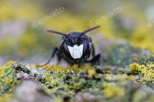 Preview: Facial close-up on a Large Yellow-face Bee, Hylaeus signatus sitting on wood