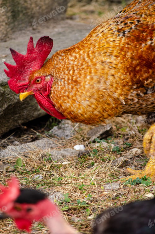 Preview: Portrait of an outdoor rooster