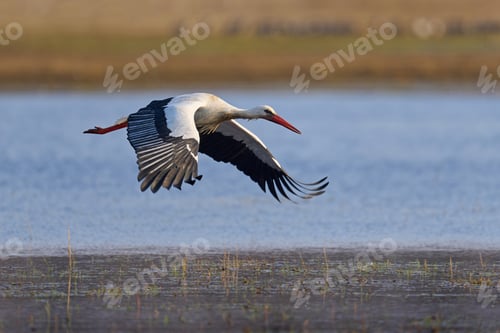 Preview: White stork (ciconia ciconia)