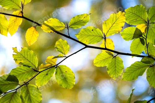 Preview: Close up of bright vibrant yellow leaves on a tree branches in autumn park. Detail of fall forest