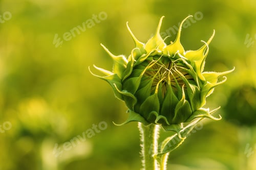 Vorschau: Ungeöffneter Sonnenblumenkopf auf landwirtschaftlich bewirtschafteten Feldern am sonnigen Sommernachmittag