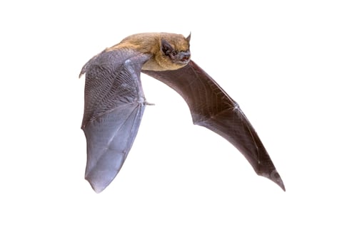Preview: Flying Pipistrelle bat isolated on white background