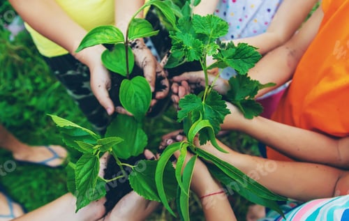 Preview: Children watch plant trees, hold in their hands. Selective focus.