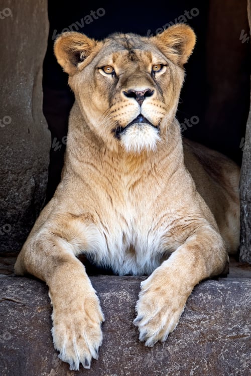 Preview: Lioness (panthera leo) close up view