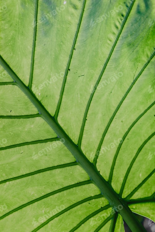 Preview: Tropical foliage