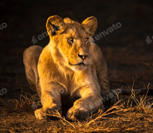 Preview: A Beautiful and Breathtaking wildlife in the World