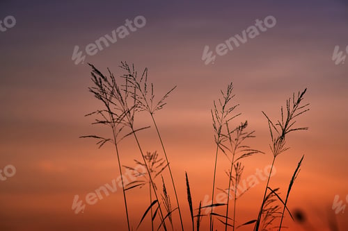 Preview: The grass with the orange sky of sunset
