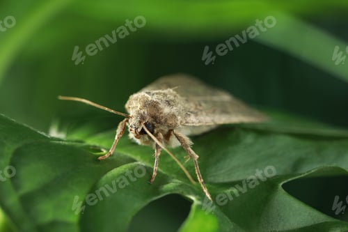 Preview: Paradrina clavipalpis moth on green leaf outdoors