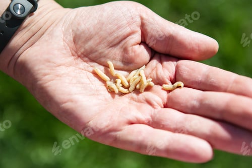 Preview: Live maggot larvae in a man's hand. Food for fish. The concept of men's recreation on a fishing trip