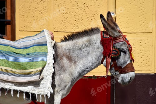 Preview: Donkey ready for a walk
