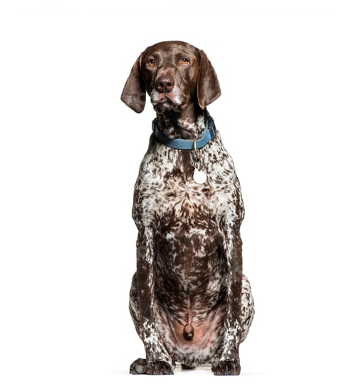 Preview: German Shorthaired Pointer, 6 years old, sitting in front of white background