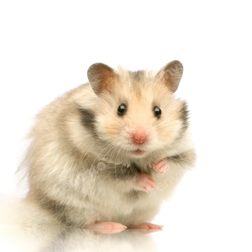 Vorschau: Hamster