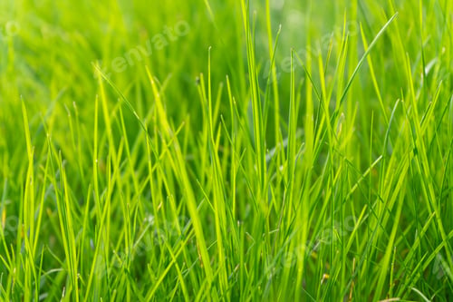 Preview: Green Grass In Meadow, Field Or Lawn In Spring On Sunset