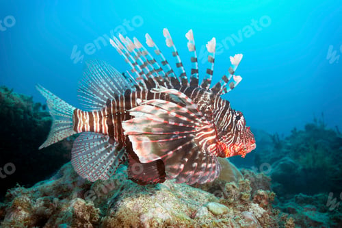 Preview: Lion Fish on Mikanda Reef, Zanzibar